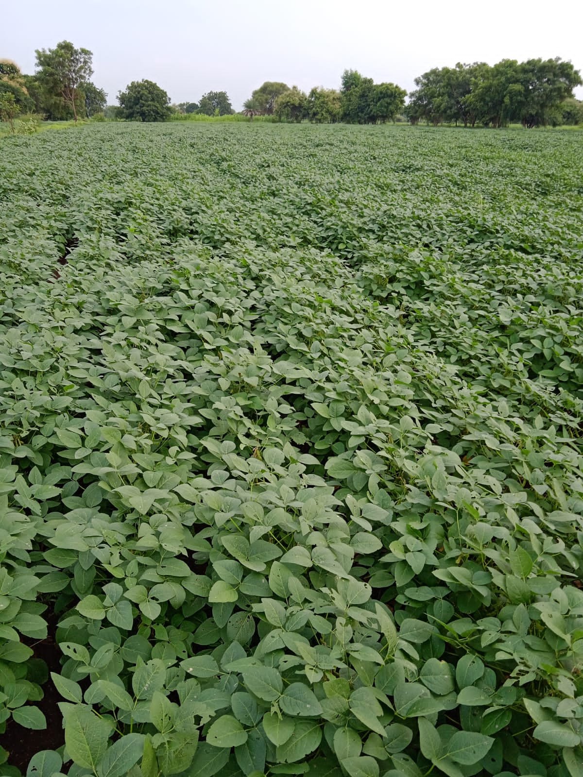 मार्गदर्शन शिबीर